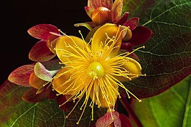 《忍者神龟合集》推出首个大型更新 四代支持线上合作